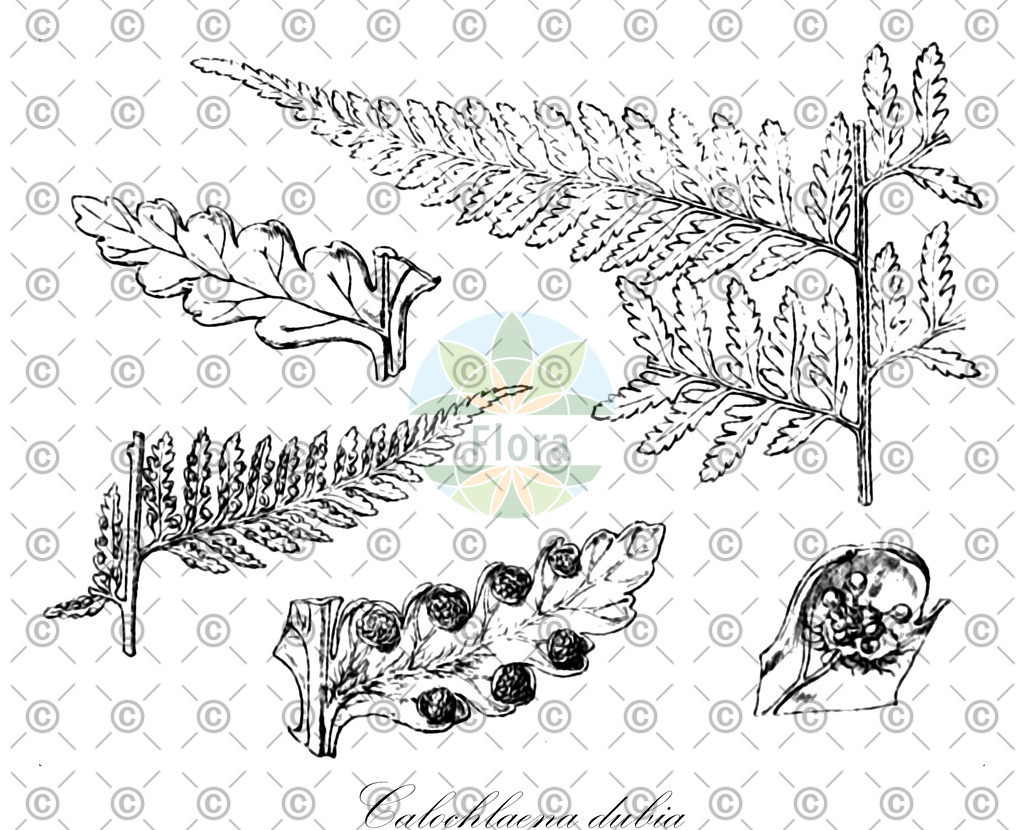 HistAbb_wfo-0001115551_1_ENZY_Simple | Historische Abbildung von Calochlaena dubia - Dicksoniaceae | Historical Illustration of Calochlaena dubia - Dicksoniaceae