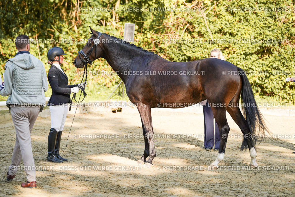 DSC05899 | Pferdegrafie