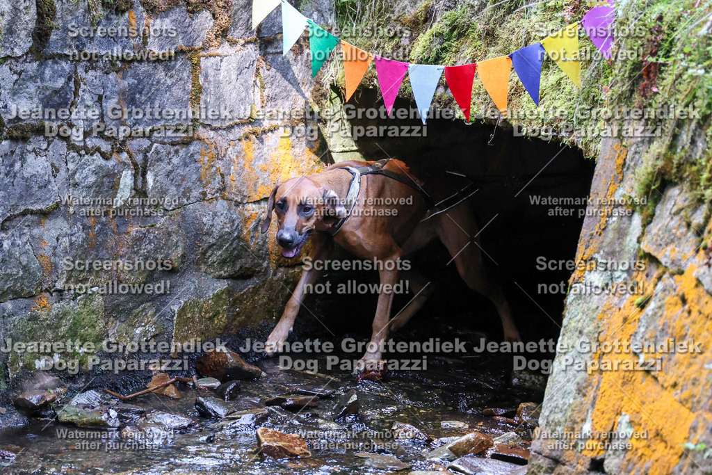 Dog Paparazzi -  TH 26-449 | Dog Paparazzi Jeanette Grottendiek Fotografie & Videografie - Realisiert mit Pictrs.com