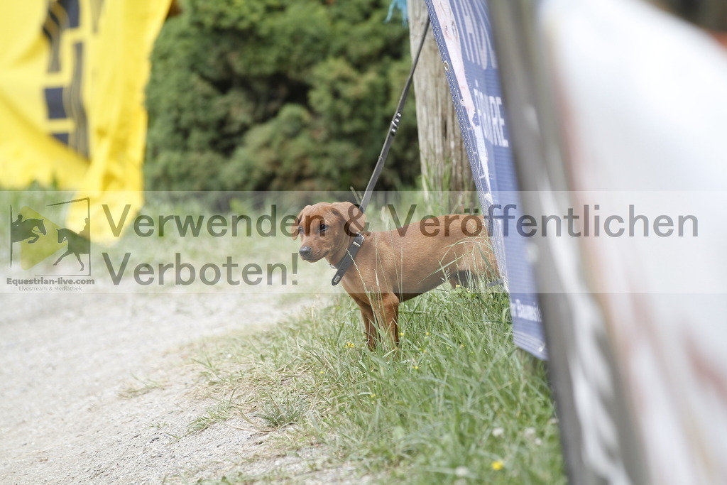 _MG_6100 | equestrian-live-com