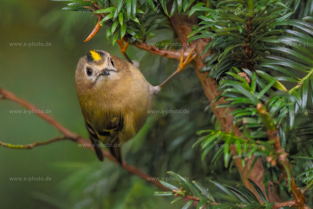 Wintergoldhähnchen | Der kleinste Vogel Europas. Mit einer Länge von ca. 7 cm und einem Gewicht von 6-7 Gramm...  - Realisiert mit Pictrs.com