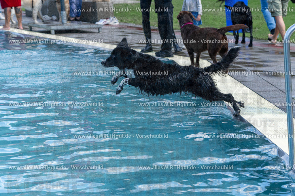 Hundeschwimmen_Volksbad_2026-allesWIRTHgut_Tierfotografie-2609061223-FAY06468 | Professionelle Tierfotografie in Mönchengladbach von Daniel Wirth (allesWIRTHgut). Liebevolle & natürliche Bilder von Hunden & Katzen für unvergessliche Erinnerungen.