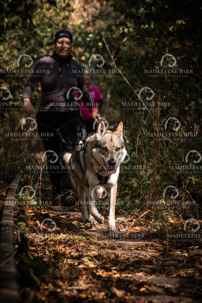 madeleinebirr.fotografie.2026.cc.hunsrueck.12-13Uhr.74 | hundefotografie-birr