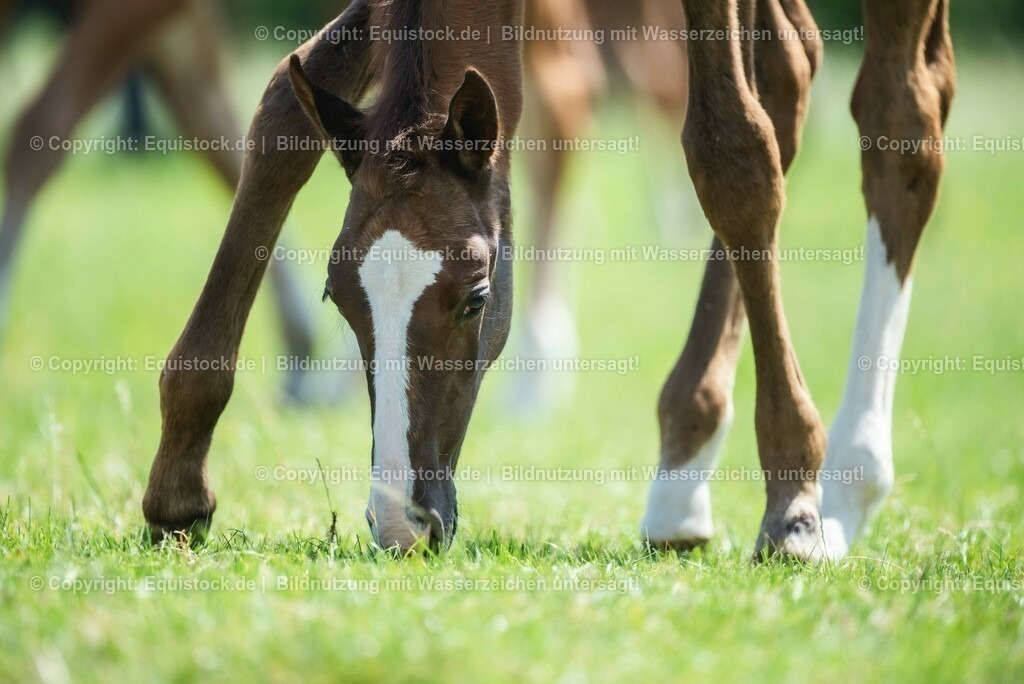 20210617_Fohlen_0205 | Foto: Thomas Hartig