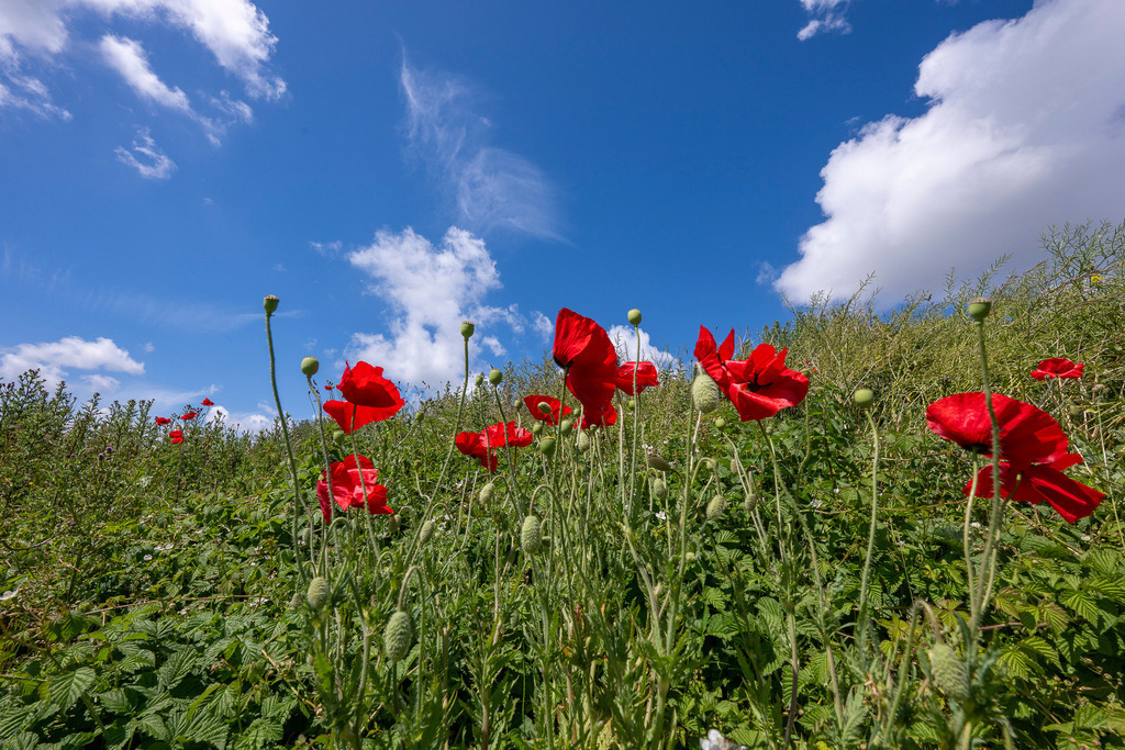 260610_Texel_8356_mr | Entdecke exklusive Fotografie im muebri Shop: Stimmungsvolle Motive  Naturaufnahmen und mehr. Jetzt hochwertige Wandbilder und Fotoabzüge online kaufen! - Realisiert mit Pictrs.com