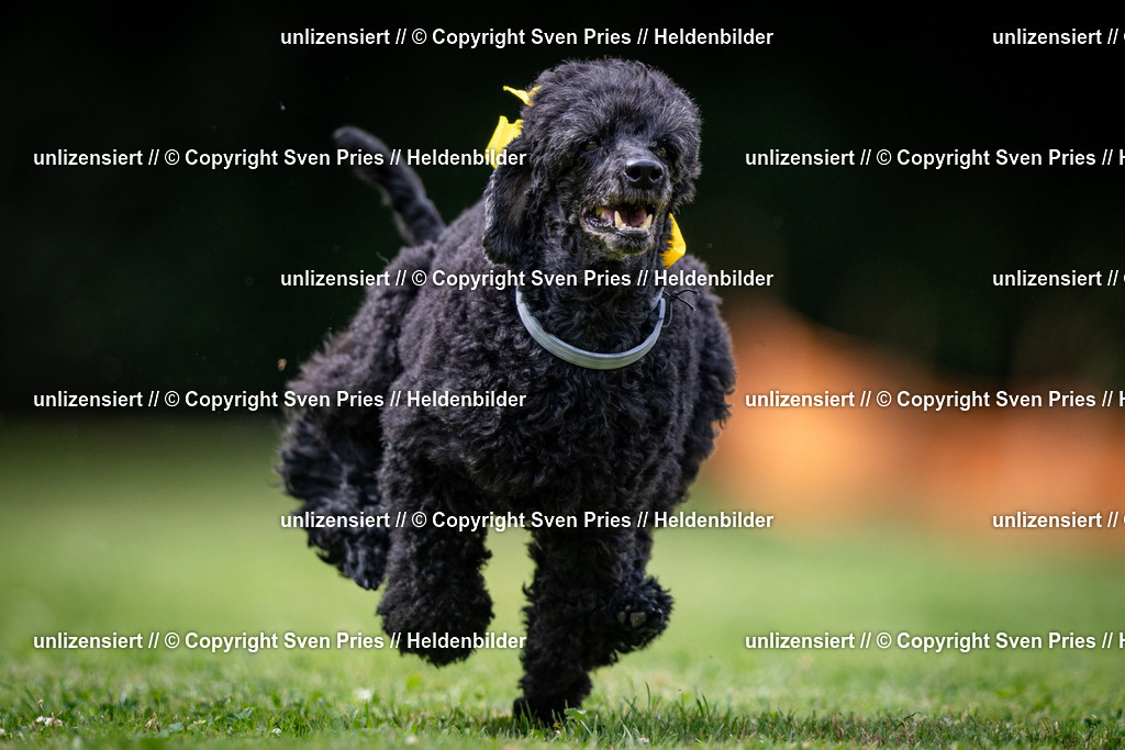 Sven Pries | 19. Allgemeines Hunderennen Karlsruhe Durlach - Realisiert mit Pictrs.com