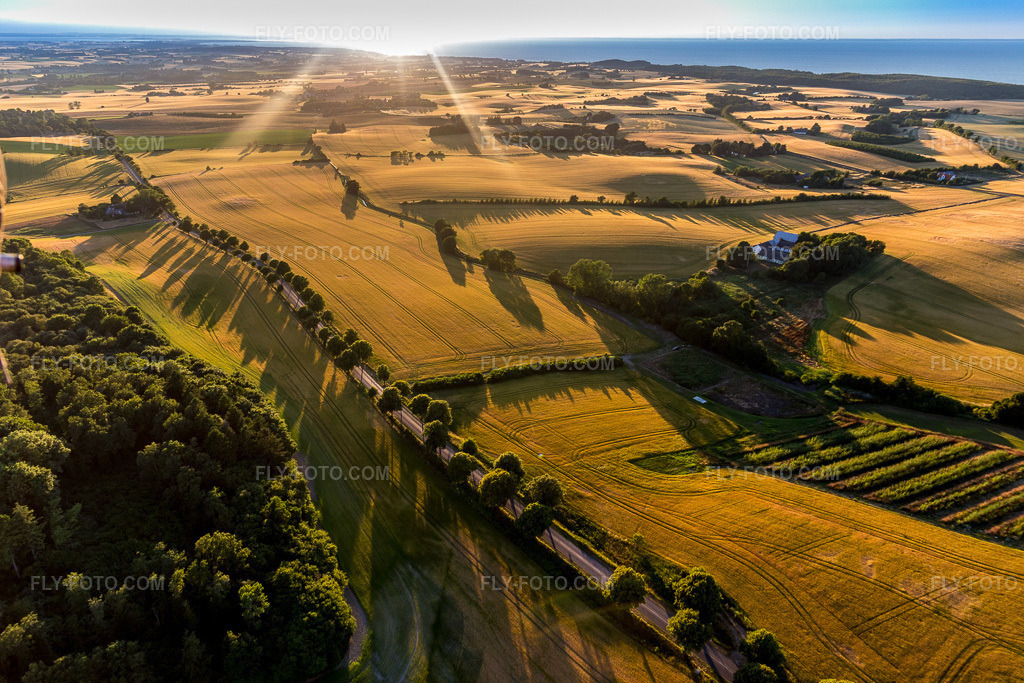 Aerial view: Klintholm avenue at the edge of a field on the Baltic Sea island of Møn in Borre in the state Zealand, Denmark. – Photo: IMG_108710.jpg taken on 07/04/2018 by Werner Riehm/FLY-FOTO.com – Resolution of the original: 5472 x 3648 px