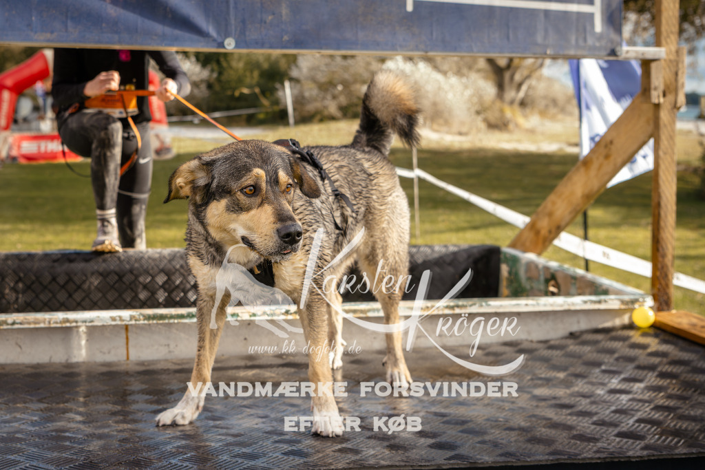 1524_ZZ96667 | kk-dogfotos