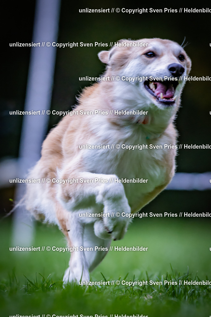 Sven Pries | 2024-10-19 - Hunderennen Ober-Grombach - Realisiert mit Pictrs.com