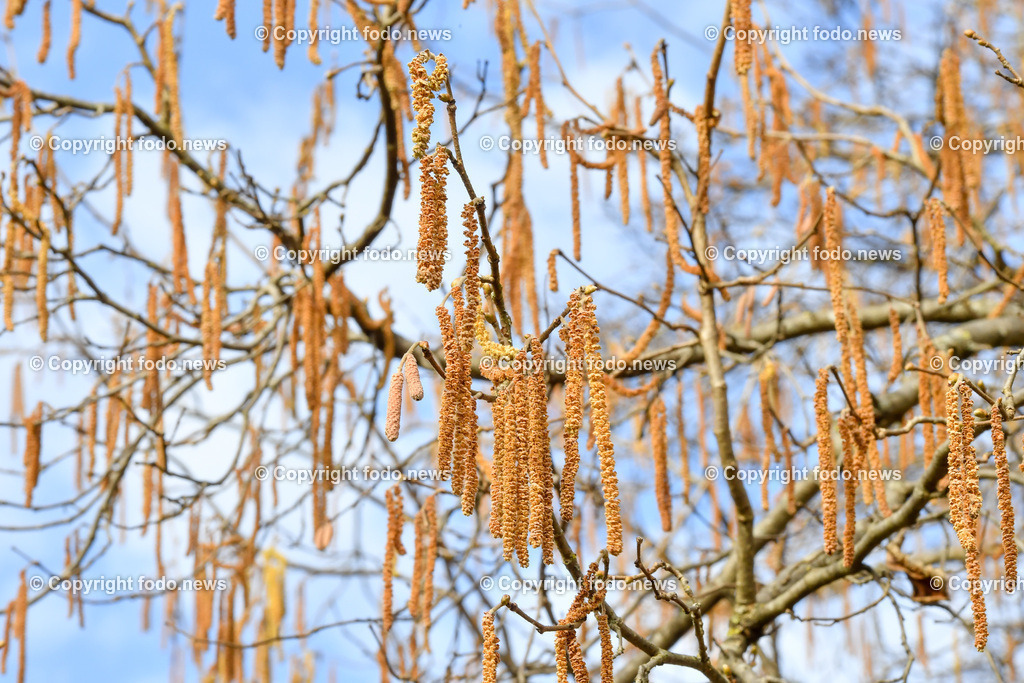 Haselnuss_ Pollen_ Fruehling_ 04.03.2022-11 | 4.03.2022, Linz, AUT, Haselnuss, Haselstaude, Pollen, Allergie, Allergiker, im Bild Themenbild, Haselnuss, Haselstaude, Pollen, Allergie, Allergiker, Bluetezeit, Fruehling, Strauch
