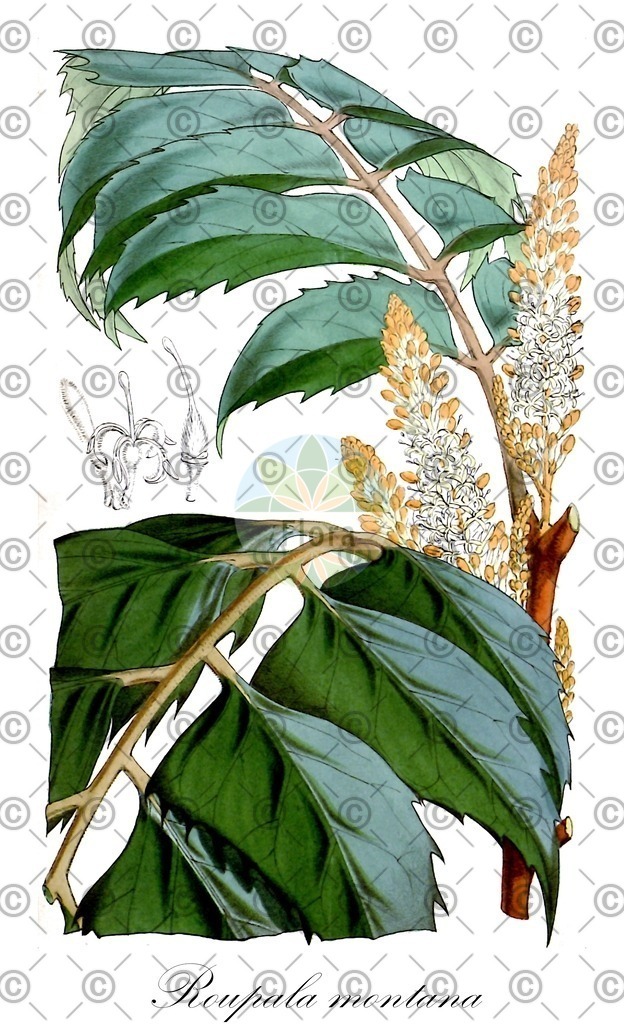 HistAbb_wfo-0000398956_1_ENZY_Simple | Historische Abbildung von Roupala montana - Proteaceae | Historical Illustration of Roupala montana - Proteaceae