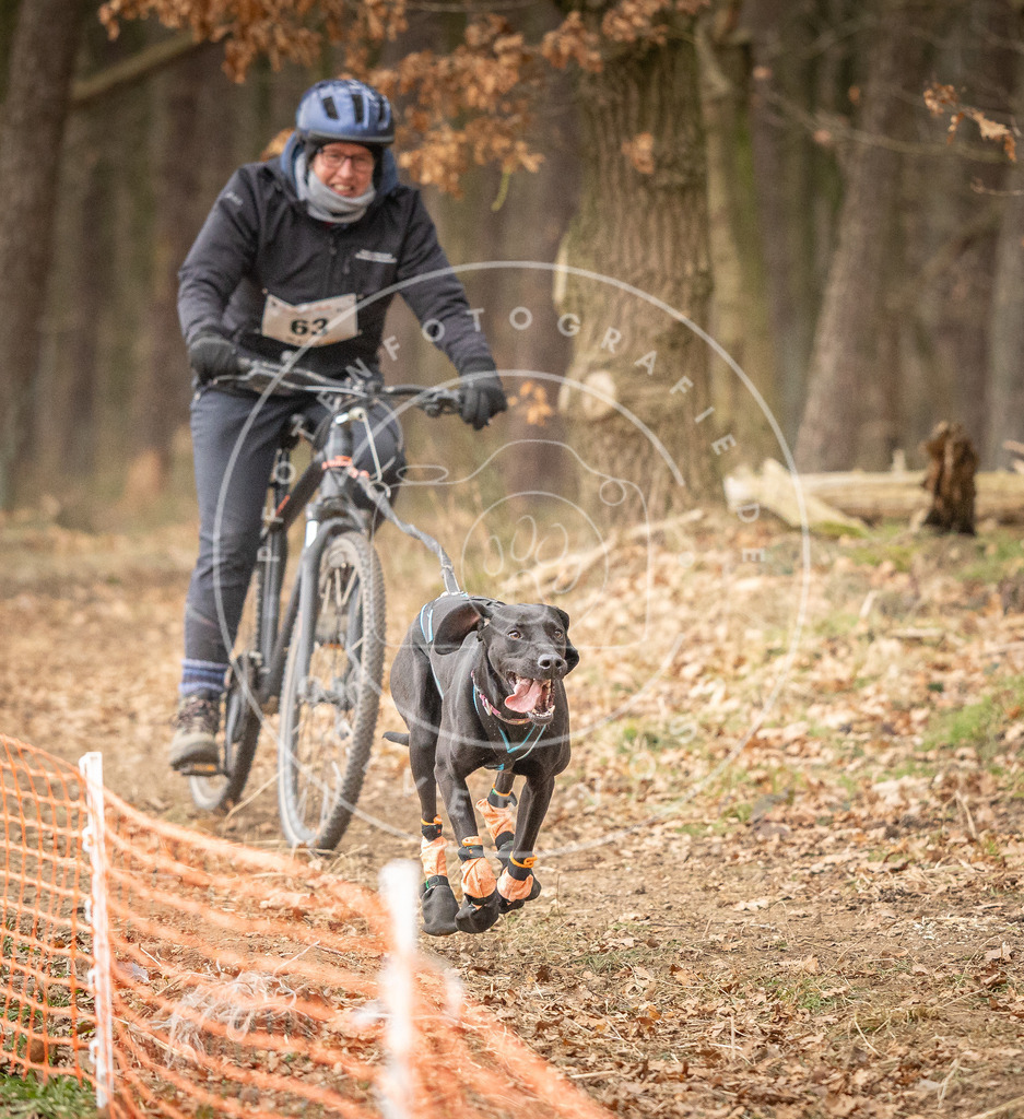 Pfotenfotografie_DV3A3251 | Hundefotografie, Tierfotograf, Pfotenfotografie, Fotoshooting Hund, Hunde Portrait, Hundesport, Hundeportraits, Heideshooting, Hunde, Sportfotograf, Hundefotograf, Turnierhundsport, THS,  - Realisiert mit Pictrs.com
