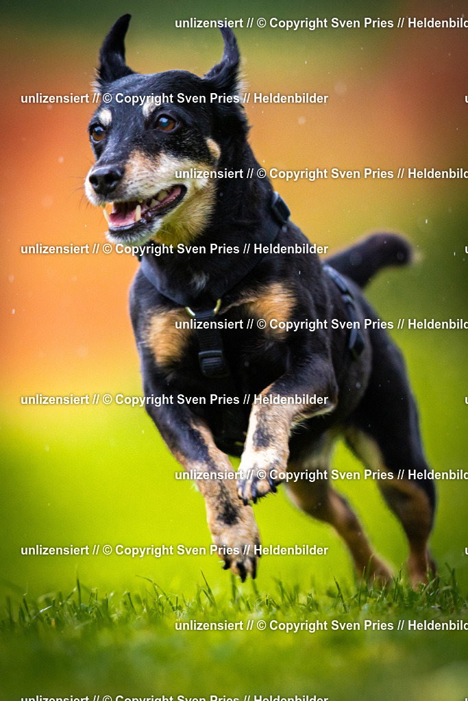 Sven Pries | 2025-09-21 - Hunderennen Baden-Oos - Realisiert mit Pictrs.com