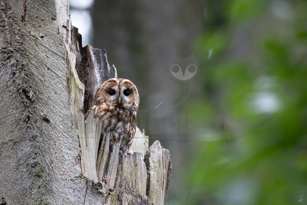 20220528060028 | Der Waldkauz ist eine mittelgroße Eulenart mit einer Verbreitung von Europa bis nach Westsibirien und Iran. Er kommt außerdem in Südostasien vor. In Mitteleuropa ist der Waldkauz gemeinsam mit der Waldohreule die häufigste Eule. - Realisiert mit Pictrs.com
