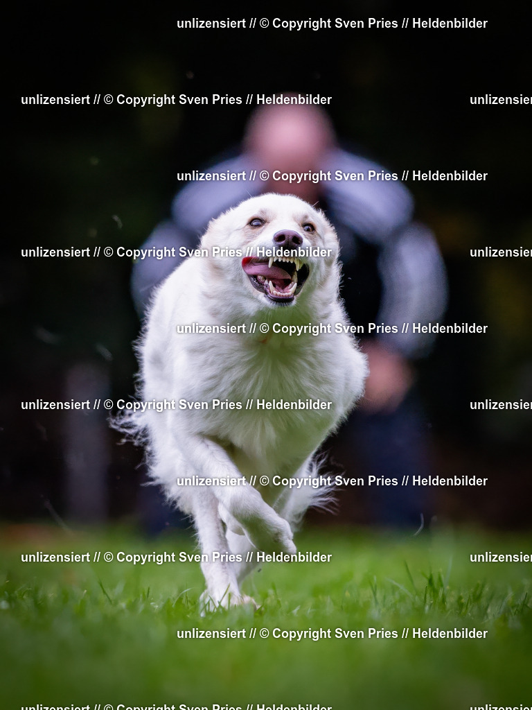 Sven Pries | 2024-10-19 - Hunderennen Ober-Grombach - Realisiert mit Pictrs.com