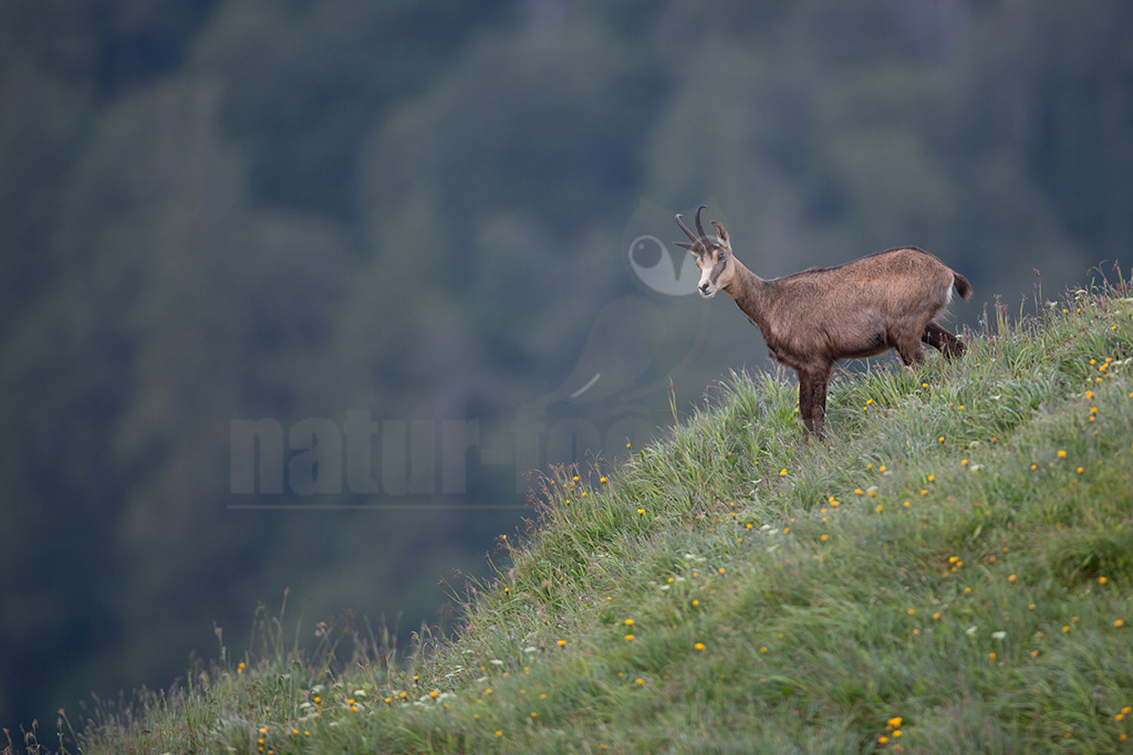 20130704194803 | Die Gemse ( Rupicapra rupicapra ) ist ein Huftier, das dank seiner aussergewöhnlichen Anpassungsfähigkeit den extremen Lebensbedingungen im Gebirge gewachsen ist. Die Gemse vereint auf eindrückliche Art Widerstandskraft, Gewandtheit und Robustheit. Während sie früher in die schwer zugänglichen Gebirgsmassive zurückgedrängt wurde, ist sie heute in Wäldern mittlerer Höhe und gar in tiefen Lagen stark verbreitet. - Realisiert mit Pictrs.com