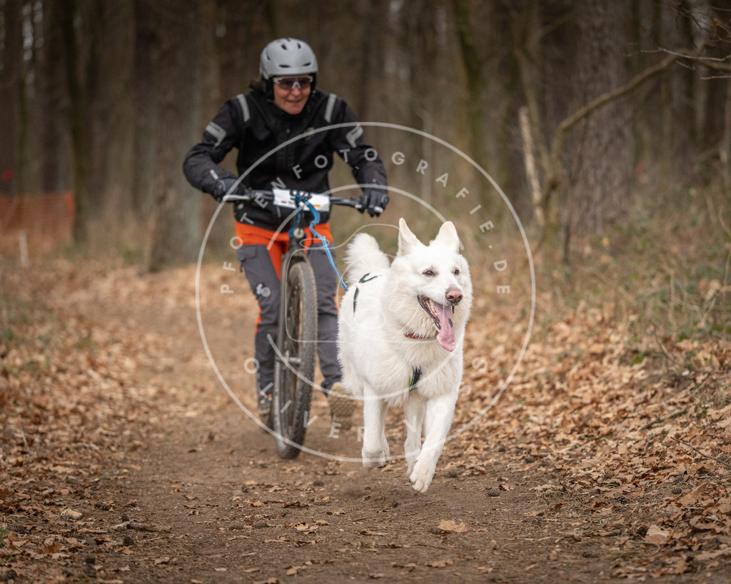 Pfotenfotografie_DV3A7247 | Hundefotografie, Tierfotograf, Pfotenfotografie, Fotoshooting Hund, Hunde Portrait, Hundesport, Hundeportraits, Heideshooting, Hunde, Sportfotograf, Hundefotograf, Turnierhundsport, THS,  - Realisiert mit Pictrs.com
