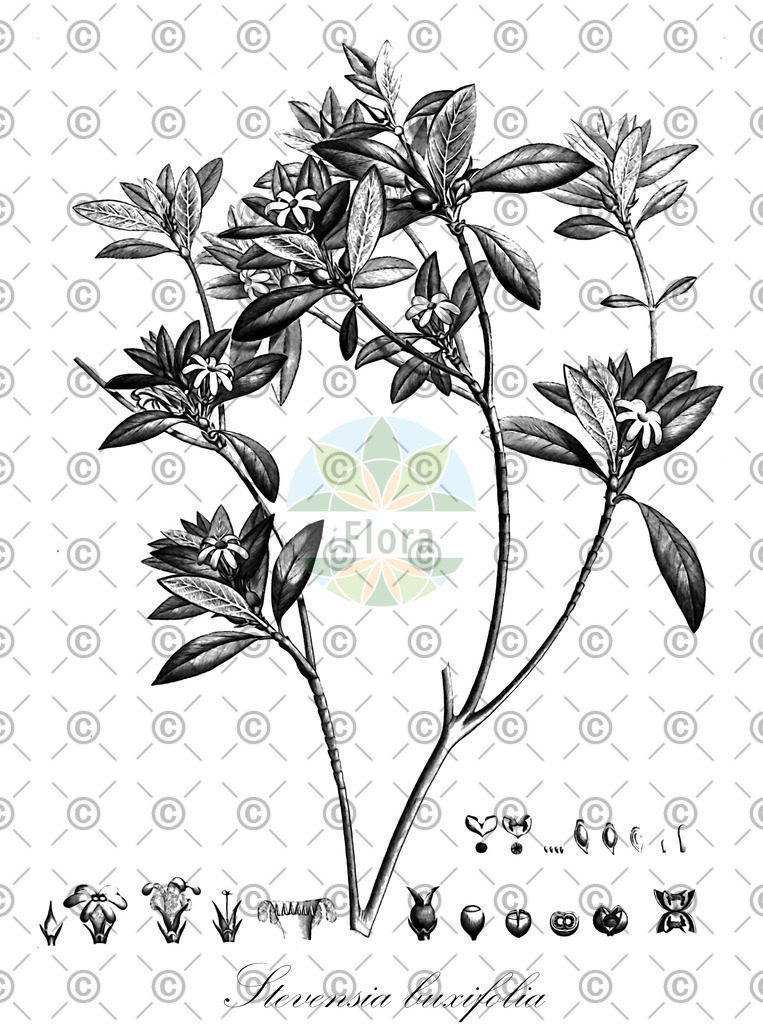 HistAbb_wfo-0001227109_1_ENZY_Simple | Historische Abbildung von Stevensia buxifolia - Rubiaceae | Historical Illustration of Stevensia buxifolia - Rubiaceae