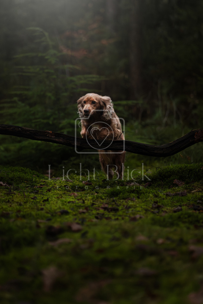 _7M34404-Verbessert-RR Kopie | <licht-blick-fotografie><shooting><portraitshooting><tiershooting><landschaftsbilder><shootingbuchen><buchen><fotografbremen> <fotograf niedersachsen><fotografin Bremen und niedersachsen><carshooting><automobilfotografie><auto> - Realisiert mit Pictrs.com