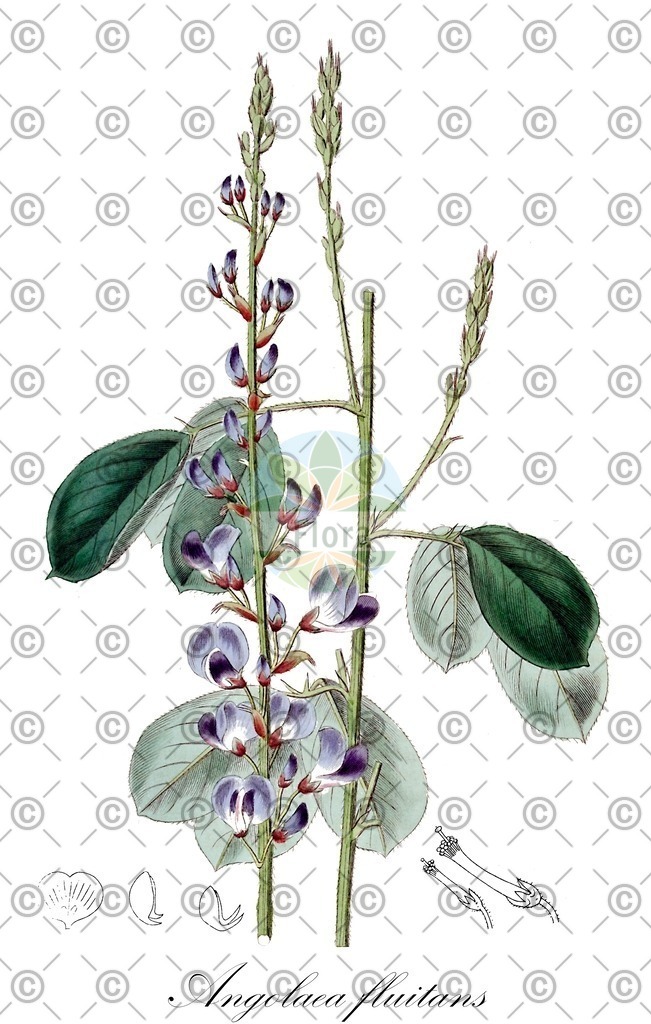 HistAbb_wfo-0000536542_512_ENZY_Simple | Historische Abbildung von Angolaea fluitans - Podostemaceae | Historical Illustration of Angolaea fluitans - Podostemaceae