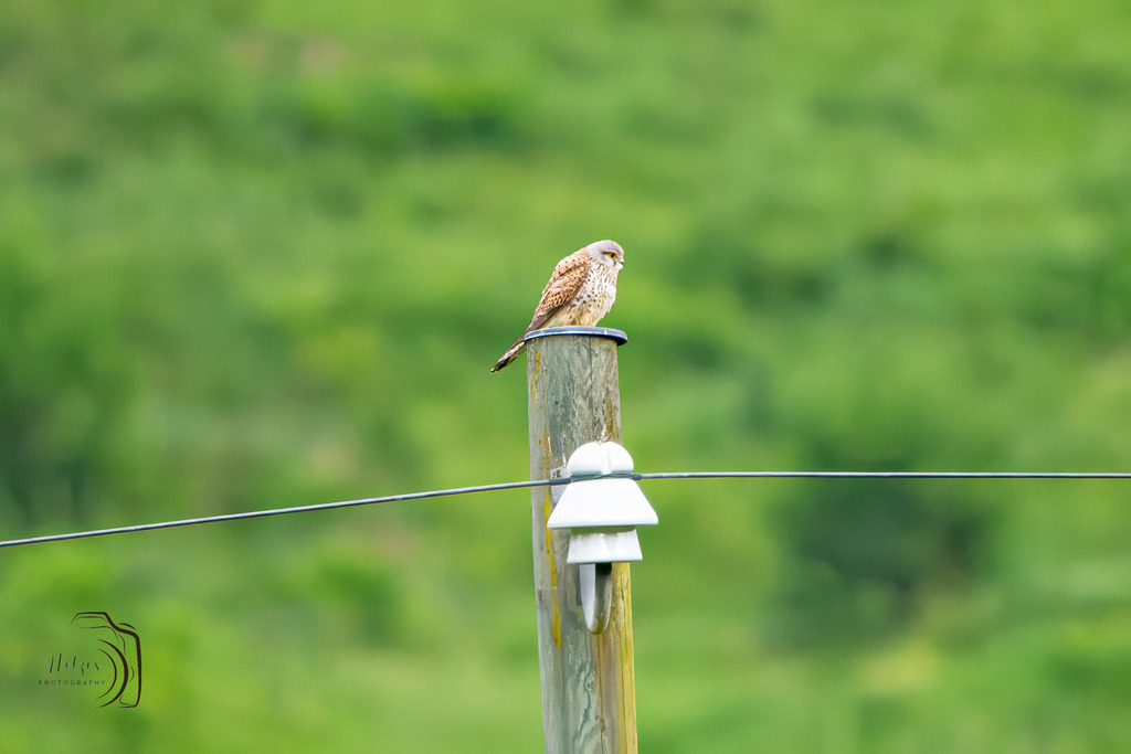 Turmfalke | Holzisphotography, Landschaftsfotografie, Wildlifefotogorafie - Realisiert mit Pictrs.com