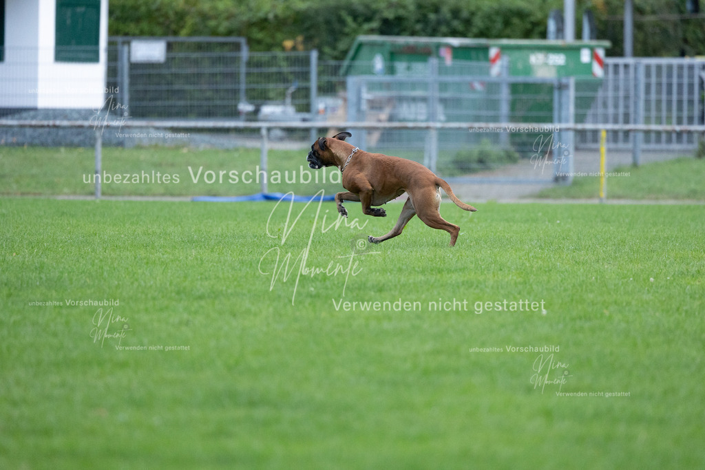_16A4778 | Einzigartige Fotos von Hunden & Menschen –Actionfotos, Portraits, Vereinsaufnahmen & Paarshootings – authentisch, lebendig & mit Herz.