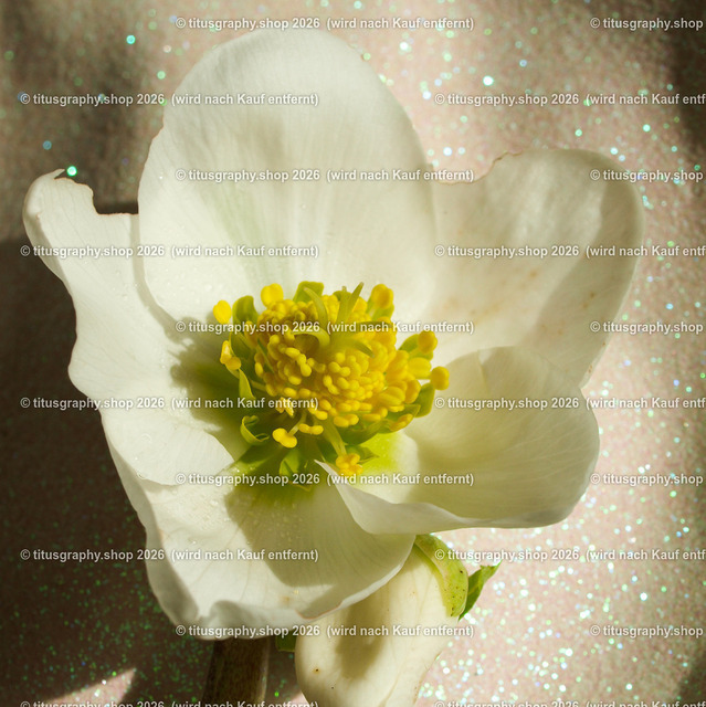 P2244230_edited | Fotokunstarbeit aus der INSTAGRAM-Gallerie auf titusgraphy.eu - Realisiert mit Pictrs.com