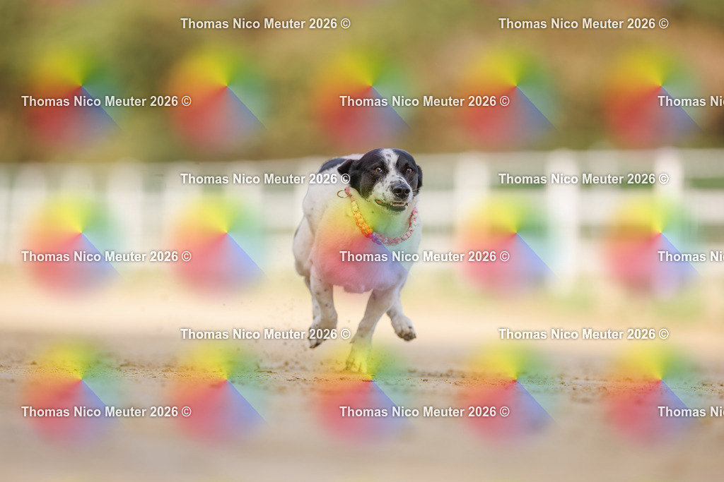 Thomas_Nico_Meuter(C)_03. Oktober 2026_223A5627 | Bild von Thomas Nico Meuter - Realisiert mit Pictrs.com