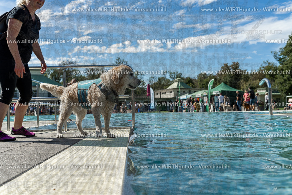 Hundeschwimmen_Volksbad_2026-allesWIRTHgut_Tierfotografie-2609061304-121403-7R500452 | Professionelle Tierfotografie in Mönchengladbach von Daniel Wirth (allesWIRTHgut). Liebevolle & natürliche Bilder von Hunden & Katzen für unvergessliche Erinnerungen.