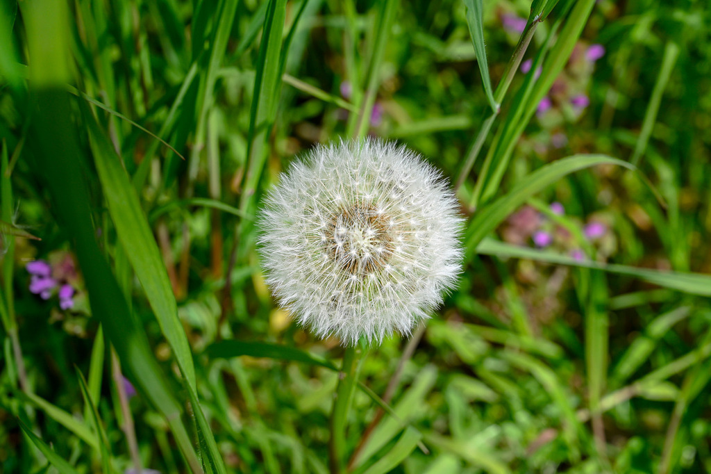 Ein Hauch von Unvergänglichkeit: Die Pusteblume | Perfekt geformt und von zarter Transparenz, steht diese Löwenzahn-Pusteblume im Zentrum eines lebendigen grünen Wiesenmeeres. Die filigranen Flugschirmchen warten nur auf den nächsten Windhauch, um ihre Samen in die Welt zu tragen – ein zeitloses Symbol für Vergänglichkeit, Neubeginn und die sanfte Kraft der Natur. Ihre geometrische Präzision bildet einen faszinierenden Kontrast zur wilden Unordnung der umgebenden Gräser und kleinen violetten Blüten. Diese Nahaufnahme fängt die stille Schönheit und Zerbrechlichkeit eines kurzen Augenblicks ein, der zugleich Hoffnung auf Zukunft birgt. Ein Bild, das zum Innehalten und Staunen einlädt. - Realisiert mit Pictrs.com