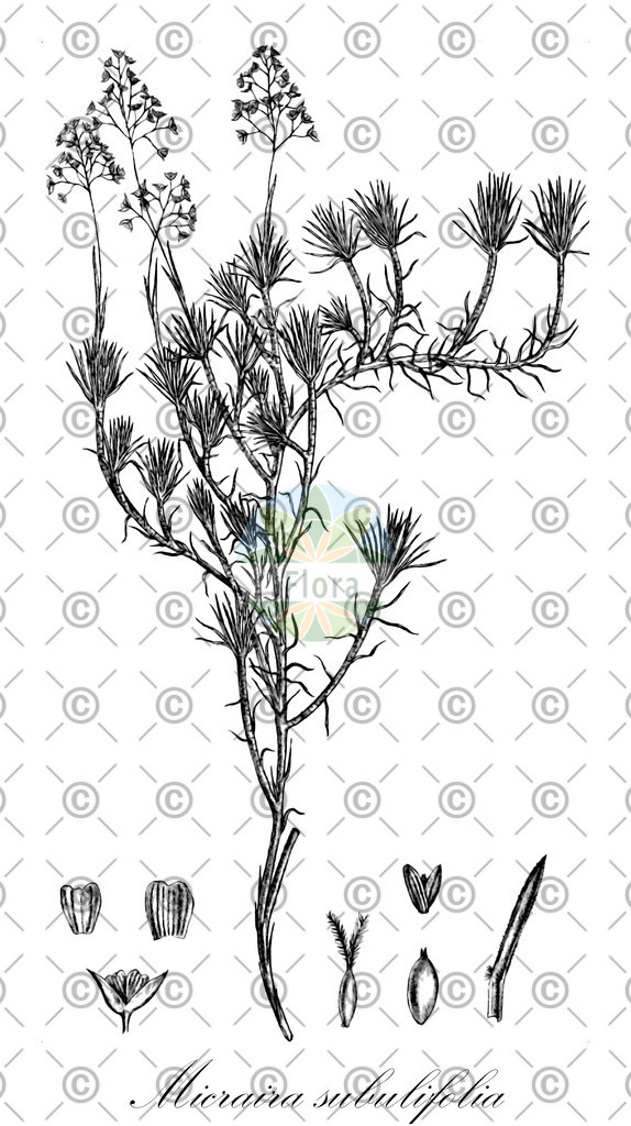 HistAbb_wfo-4000024029_1_ENZY_Simple | Historische Abbildung von Micraira subulifolia - Poaceae | Historical Illustration of Micraira subulifolia - Poaceae