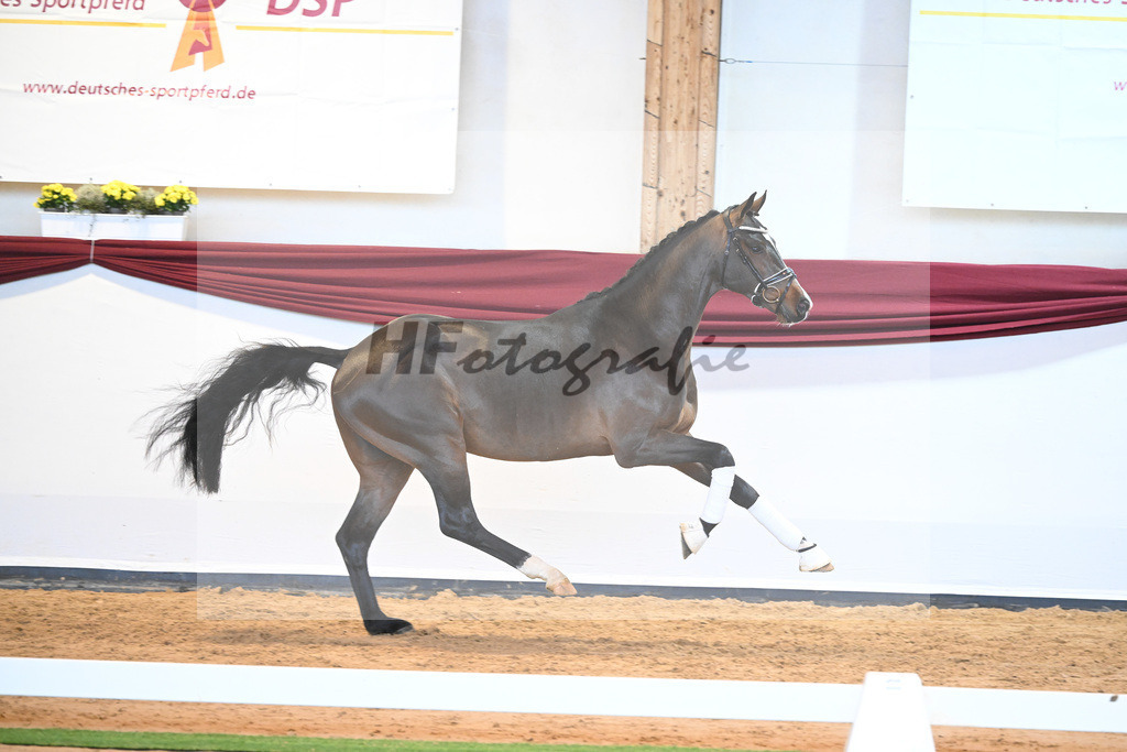 Kat-Nr. 61 v. Goldberg_Reglauer_66222031 | hf-fotografie - Realisiert mit Pictrs.com