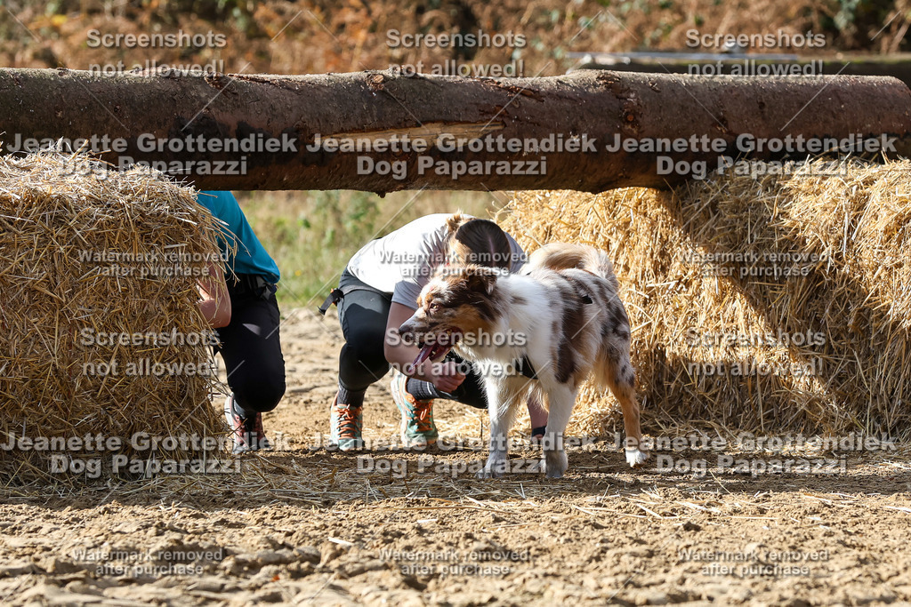 Dog Paparazzi - Strongdog 10-25-5340 | Dog Paparazzi Jeanette Grottendiek Fotografie & Videografie - Realisiert mit Pictrs.com