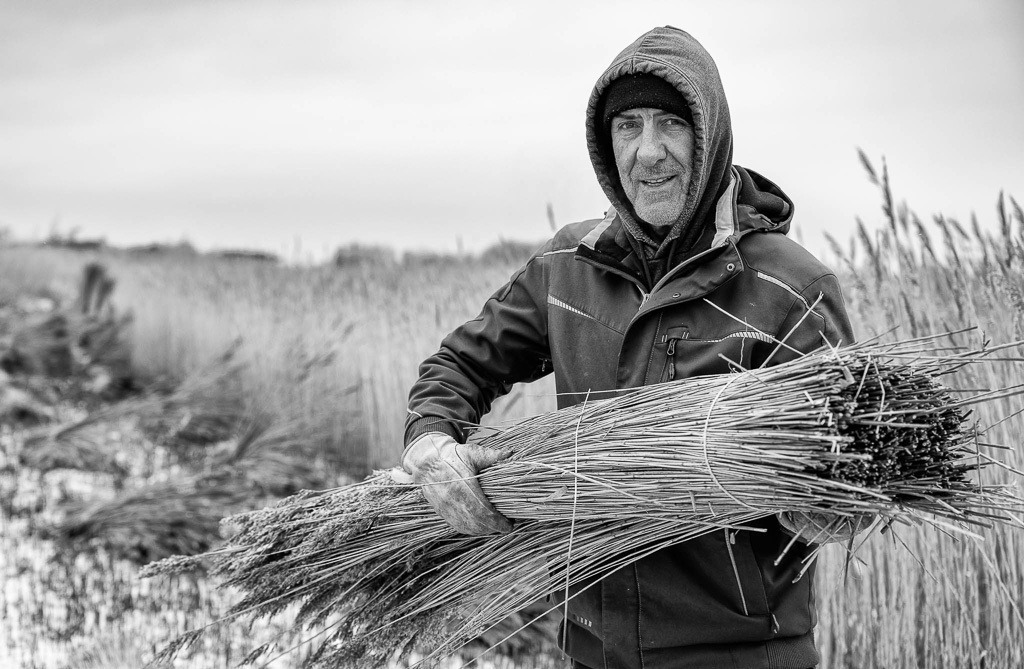 Reeternte auf Sylt © Holger Rüdel | Der Online-Shop von Holger Rüdel. Ausgewählte Fotografien als FineArt-Prints bestellen: Bildreportagen, Landschaften, Wildlife, History, Infrarot-Motive in Schwarzweiß und Verschiedenes.  - Realisiert mit Pictrs.com
