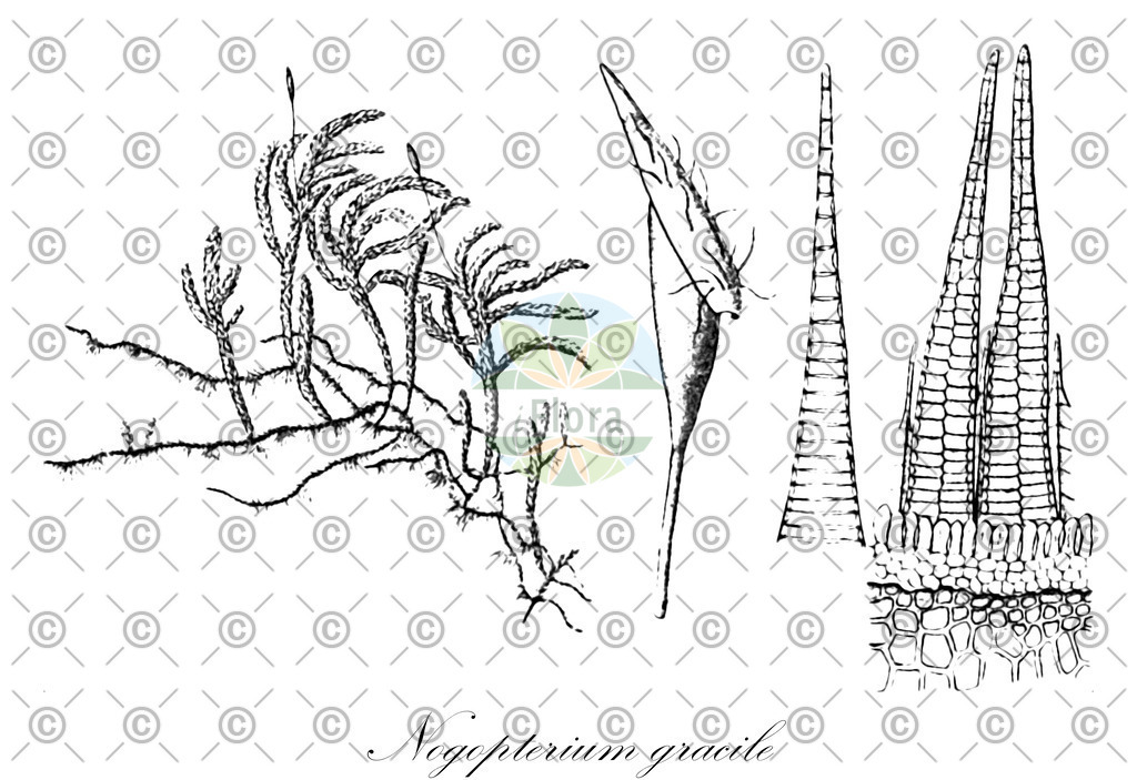 HistAbb_wfo-0001024187_2_ENZY_Simple | Historische Abbildung von Nogopterium gracile - Lembophyllaceae | Historical Illustration of Nogopterium gracile - Lembophyllaceae