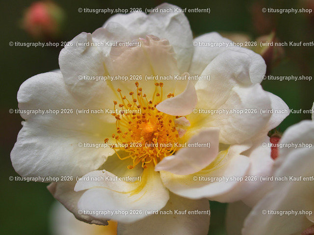 P6080230-titusgraphy-vz | Fotokunstarbeit aus der INSTAGRAM-Gallerie auf titusgraphy.eu - Realisiert mit Pictrs.com