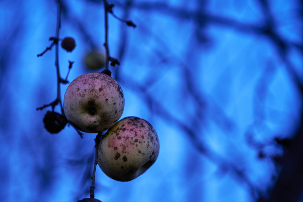 Zwei Äpfel auf einem kahlen Baum im Abendlicht | Austria - December 26, 2020: Zwei Äpfel auf einem kahlen Baum im Abendlicht zur blauen Stunde. - Realisiert mit Pictrs.com