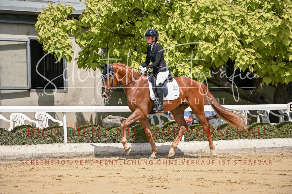 Schugtsche-Aluta25-48.Reitpferfdeprf.-278 | Schugtsche Fotografie - Realisiert mit Pictrs.com