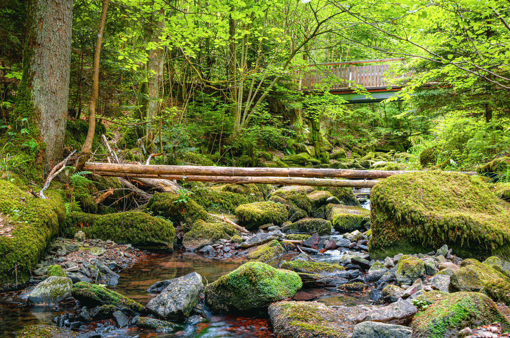 Die Schlucht im Monbachtal, glitzernde Monbach und bemooste Felsbrocken, Bad Liebenzell,Schwarzwald | Das Bild zeigt die wildromantische Monbachschlucht im Nordschwarzwald. Die Schlucht liegt bei Bad Liebenzell und ist ein beliebtes Natur- und Landschaftsschutzgebiet. Der Weg führt entlang des Monbachs über schmale Pfade, umgestürzte Baumstämme und bemooste Felsbrocken. Besucher können hier glitzernde Bäche, wilde Felsformationen und eine urwüchsige Pflanzenwelt erleben. - Realisiert mit Pictrs.com