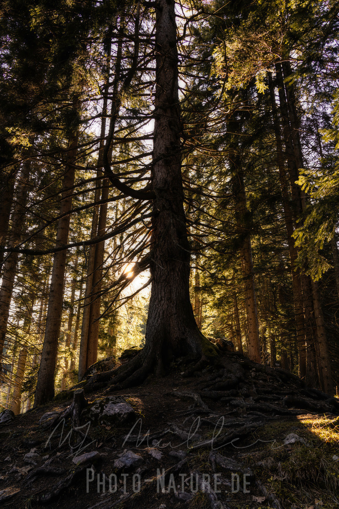 Im Wald | Ein mächtiger Baum in den Ammergauer Alpen - Realisiert mit Pictrs.com