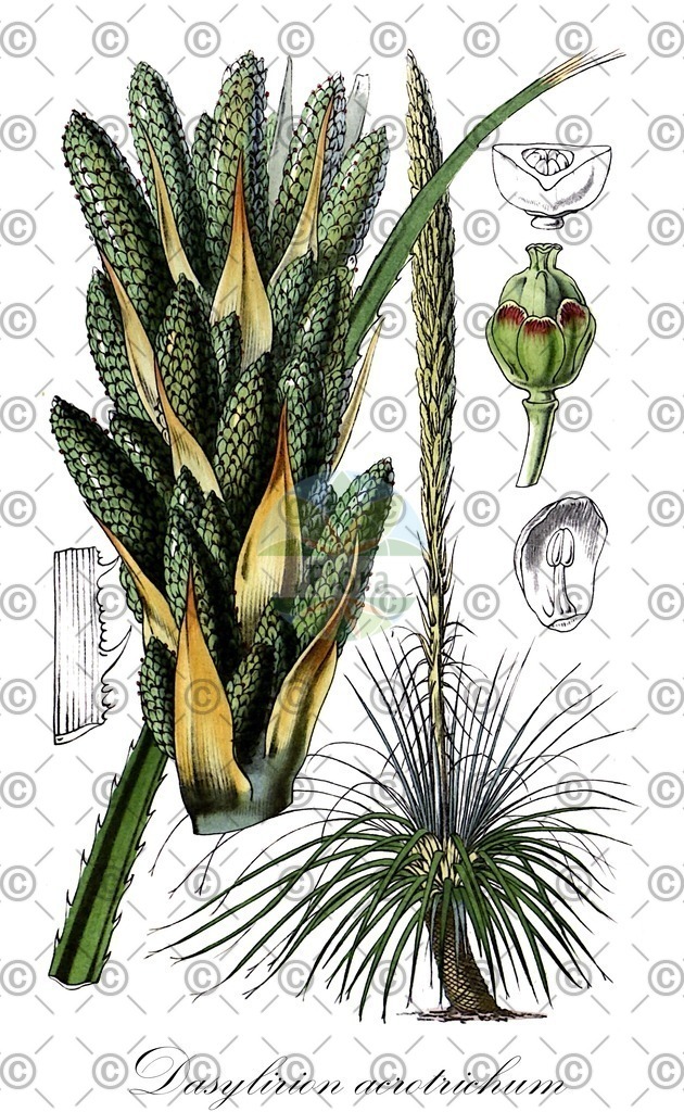 HistAbb_423T_1_ENZY_Simple | Historische Abbildung von Dasylirion acrotrichum - Asparagaceae | Historical Illustration of Dasylirion acrotrichum - Asparagaceae
