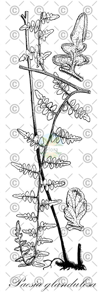 HistAbb_wfo-0000262429_1_ENZY_Simple | Historische Abbildung von Paesia glandulosa - Dennstaedtiaceae | Historical Illustration of Paesia glandulosa - Dennstaedtiaceae