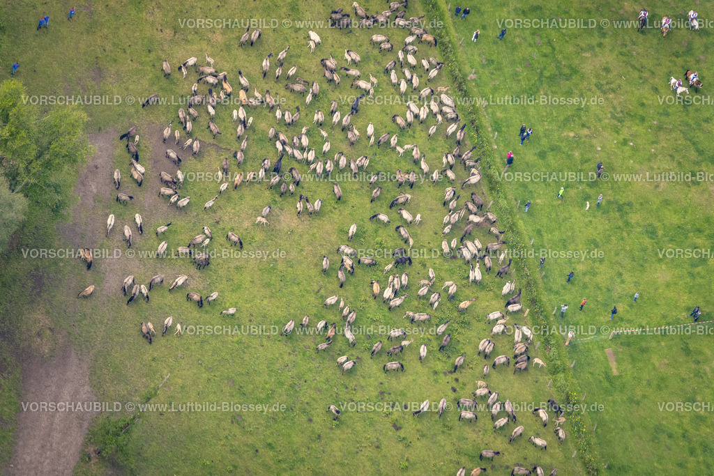 Duelmen220505059MerfelderBruchPferde | Luftbild, Wildpferdefang im Merfelder Bruch bei Dülmen, Arena der Wildpferdebahn, Herzöge von Croÿ Anwesen, Pferdeherde,  Merfeld, Dülmen, Münsterland, Nordrhein-Westfalen, Deutschland