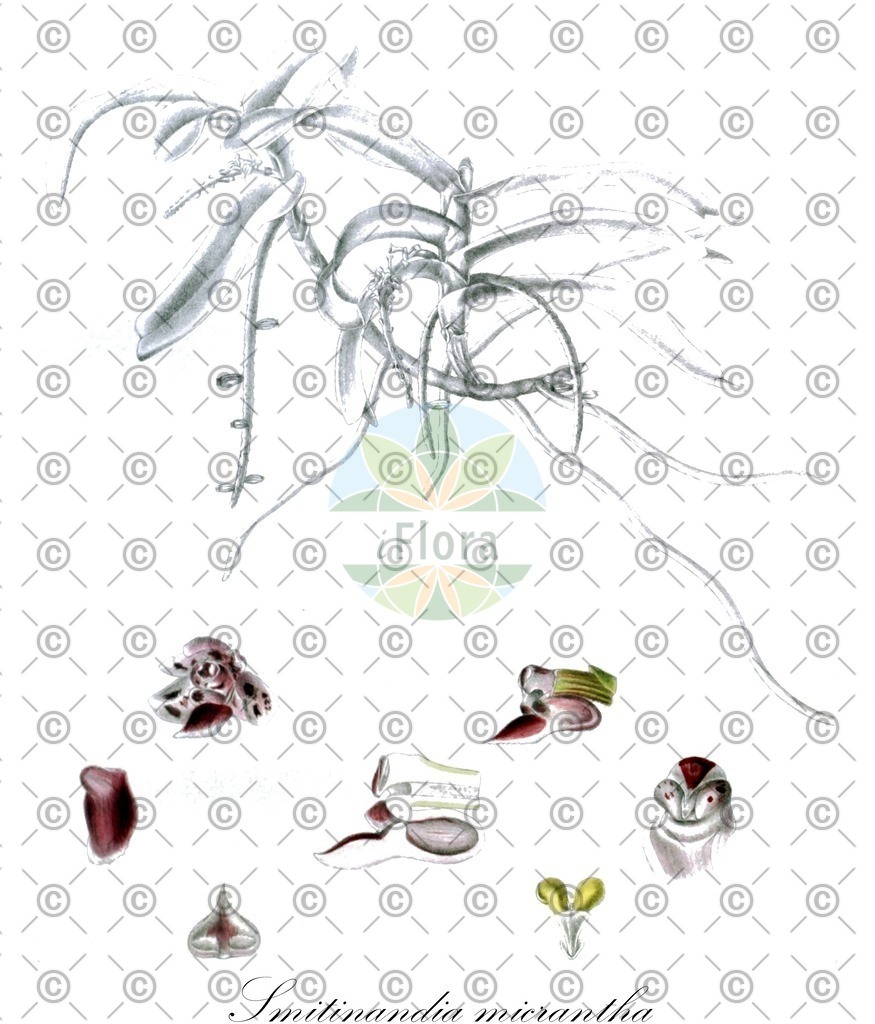 HistAbb_wfo-0000504148_1_ENZY_Simple | Historische Abbildung von Smitinandia micrantha - Orchidaceae | Historical Illustration of Smitinandia micrantha - Orchidaceae