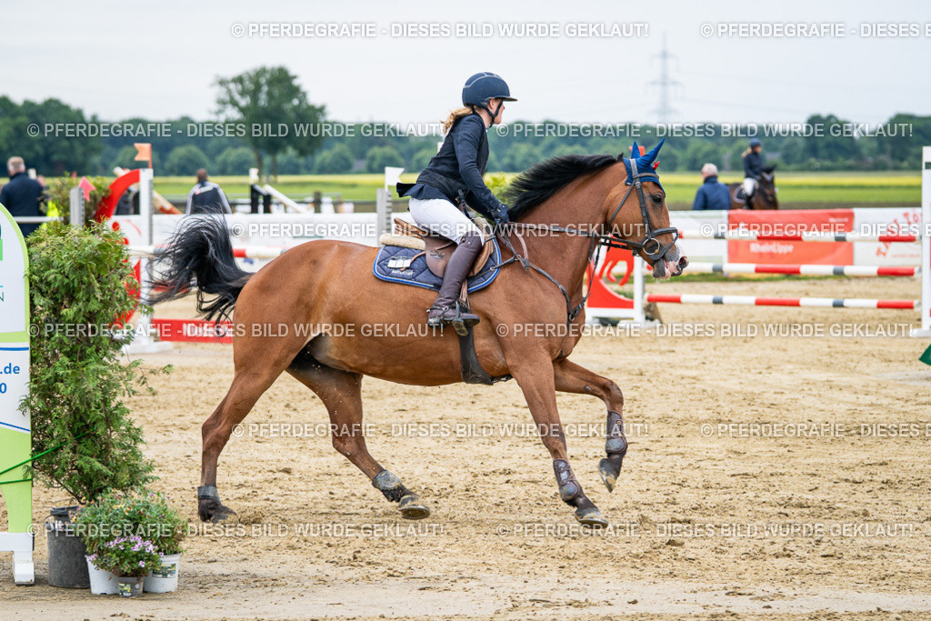 DSC05240 | Pferdegrafie