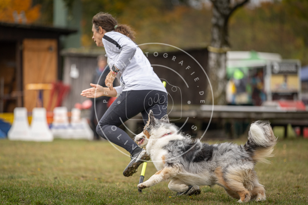 Pfotenfotografie_DV3A5469 | Hundefotografie, Tierfotograf, Pfotenfotografie, Fotoshooting Hund, Hunde Portrait, Hundesport, Hundeportraits, Heideshooting, Hunde, Sportfotograf, Hundefotograf, Turnierhundsport, THS,  - Realisiert mit Pictrs.com