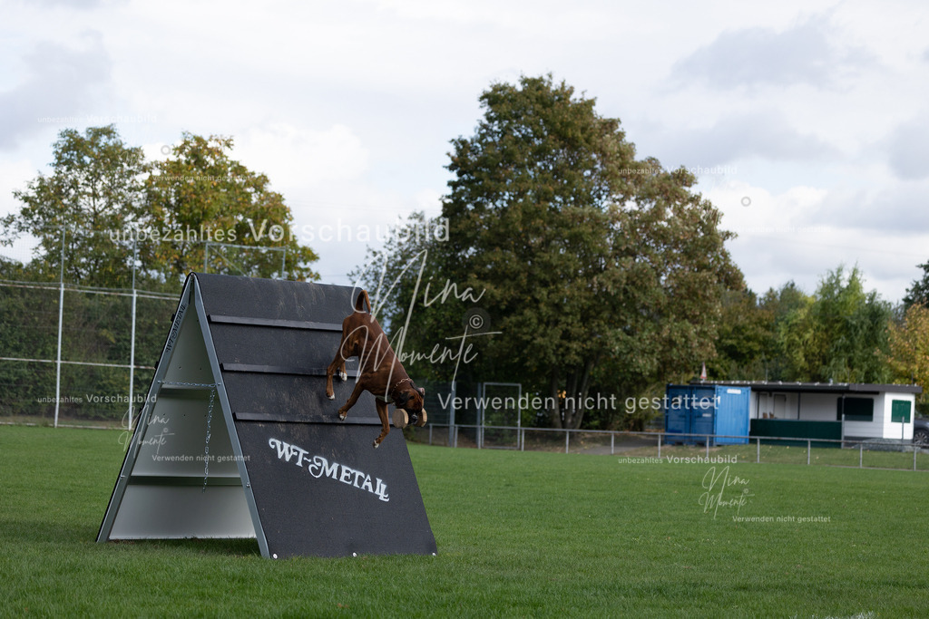 _16A6789 | Einzigartige Fotos von Hunden & Menschen –Actionfotos, Portraits, Vereinsaufnahmen & Paarshootings – authentisch, lebendig & mit Herz.