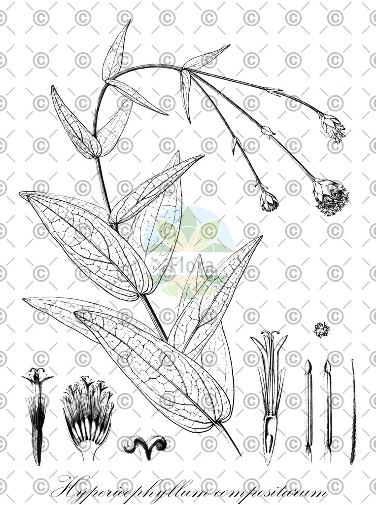 HistAbb_wfo-0000216304_5_ENZY_Simple | Historische Abbildung von Hypericophyllum compositarum - Asteraceae | Historical Illustration of Hypericophyllum compositarum - Asteraceae