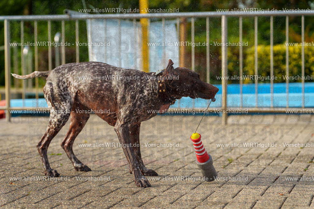 Hundeschwimmen_Grefrath_2026-allesWIRTHgut_Tierfotografie-09_22-7R502236 | Professionelle Tierfotografie in Mönchengladbach von Daniel Wirth (allesWIRTHgut). Liebevolle & natürliche Bilder von Hunden & Katzen für unvergessliche Erinnerungen.
