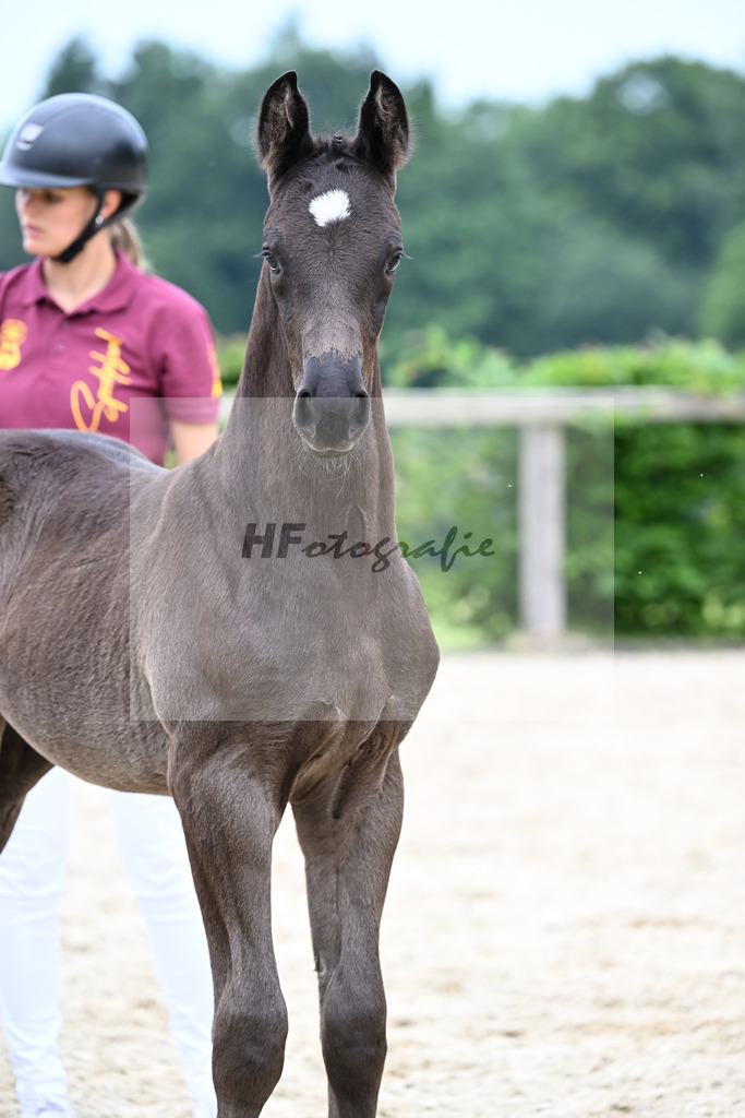 Kat-Nr. 17 Escanto PS x Danciano_HF_Huebner_14250466 | hf-fotografie - Realisiert mit Pictrs.com